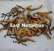 East Naturhus Sichuan Wild Cordyceps Sinensis / Yarsha Gumba From High Himalaya