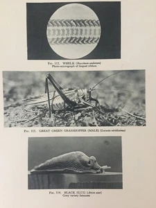 Antique Print Great Green Grasshopper Black Slug Insects 1931 Photo Print - Picture 1 of 5