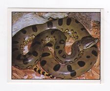 Panini. animal sticker - #59 Snake Giant Anaconda