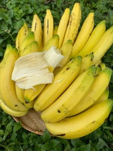 Banana Tee live plants Combo Pack 30 Plants. - Picture 1 of 2
