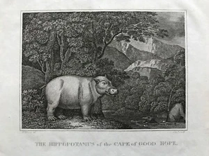 1805 Estampado antiguo; Hipopótamo del Cabo de Buena Esperanza, África Santa después de Craig - Imagen 1 de 2