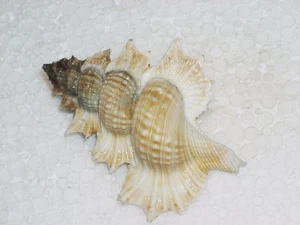 GYRINEUM PERCA MONSTER - Picture 1 of 3