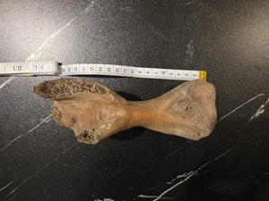 Fossil Hippopotamus Lemerlei Fibula Bone Mammal Pleistocene - Picture 1 of 4