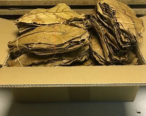 preishit 500g Premium XL Tropische Mandelbaumblätter ✈ Catappa Blätter - Bild 1 von 2