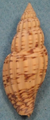 Lyria Santoensis 76 mm Isla Linapacán Cebú, Filipinas 5-10 metros arrecife de coral Foto 1 de 4