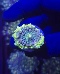 Mushroom Wysiwyg Coral - Picture 1 of 1