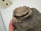 Harpactocarcinus Fossilized Crab - Igualada, Spain