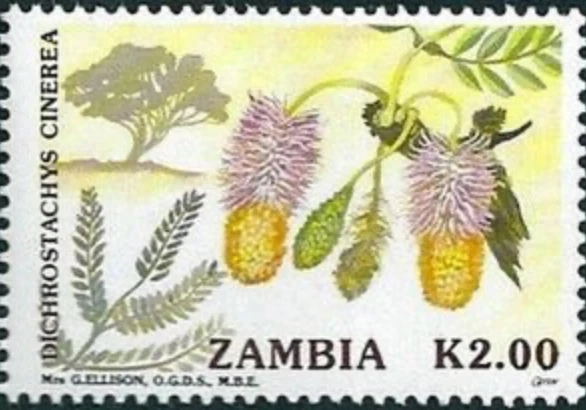 Zambia #SG684 MNH 1991 árboles en flor Dichrostachys Cinerea [558] Foto 1 de 1