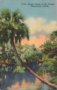 Postal escénica de belleza natural en el país tropical de las maravillas de Florida publicada 1940 - Imagen 1 de 2