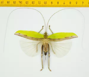 HOPPER/KATYDID - Orthoptera sp ( Spread ) - Tapah Hills - MALAYSIA - 2872 - Picture 1 of 1