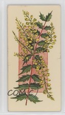 1977 Carreras Craven Black Cat Flowers All the Year Round Tobacco #50 2p7