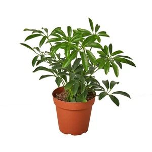 'Paraguas' Schefflera Arboricola - Imagen 1 de 8