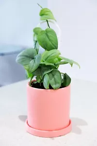 Scindapsus | Silver Hero-Rare | Indoor Plant | Pothos - Picture 1 of 2