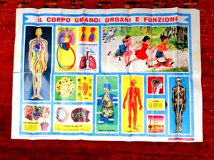 MANIFESTO-POSTER"IL CORPO UMANO-ORGANI E FUNZIONI- MISURE : 55 X 78,50- - Foto 1 di 1