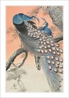 OHARA KOSON, TWO PEACOCKS ON TREE BRANCH -FRAMED STREET ART POSTER PICTURE PRINT