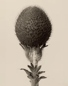 Impresión fotográfica de planta bulbosa espinosa Karl Blossfeldt 11"x14" - Imagen 1 de 4