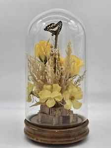 Ancien présentoir dôme papillon en verre années 70 - Photo 1/6