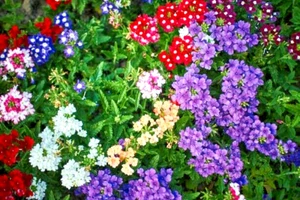 100 IDEAL FLORIST VERBENA SEED MIX | SALE FREE SHIPPING  NON GMO HEIRLOOM - Picture 1 of 4