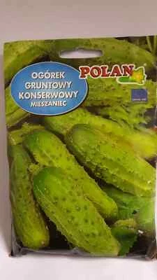 CUCUMBER PICKLING POLAN KRAK 25 SEEDS ogórek biopon agrecol - Image 1 of 4