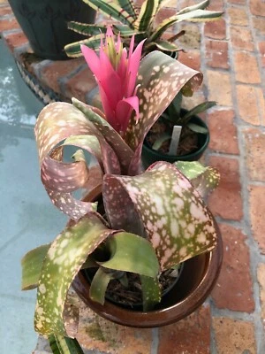 Billbergia TEQUILA SUNSET Bromeliad one tropical plant *TALL* - Image 1 of 4