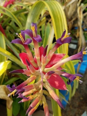 Billbergia pyramidalis 'Striata' (Variegated Bromeliad) wow free shipping !! - Image 1 of 4