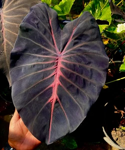 Colocasia Mamuang esculenta especie Nuevo HB oreja de elefante libre Phyto Cert. - Imagen 1 de 11