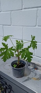 DUFT GERANIE - ZITRONEN GERANIE - PELARGONIUM - ZIMMERPFLANZE 20 cm groß Jumg - Bild 1 von 7