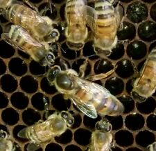 2022 Carniolan Honey bee Queen - mated - marked - laying