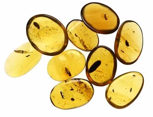 Lot of 9 Coleoptera (Beetle) Fossil inclusion in Burmese Amber - Picture 1 of 11