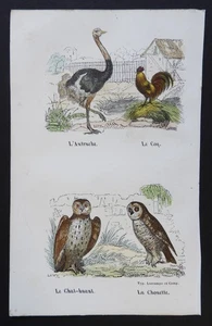 BUFFON Anfang 19. Jh. - Farbradierung VÖGEL: Eule, Strauß, Hahn, ... - Bild 1 von 2