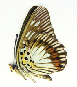 Unmounted Butterfly/Nymphalidae - Pseudacraea semire, M, Cameroon A1/A- - Imagen 1 de 1