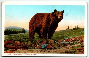 Postcard A Park Bear Yellowstone Park UNP - Picture 1 of 2