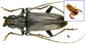 Insect - Neoplocaederus granulatus - Tanzania - specimen(A-) + Parasite ....!! - Picture 1 of 1