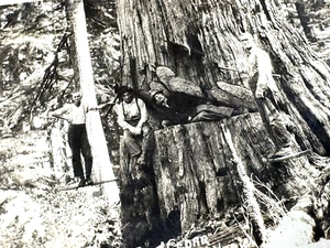 1943 Postcard "4 Men Sawing Down 9' Dia Cedar, Washington" PFC from Camp Adair - Picture 1 of 4