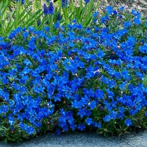 50 Bright Blue Alyssum Seeds Carpet Flower Sweet Flowers Seed USA - Picture 1 of 12