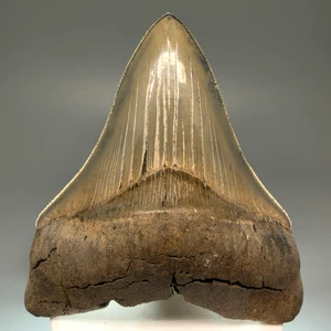 High Quality Sharply Serrated 3.63" Fossil MEGALODON Shark Tooth - USA - Picture 1 of 7