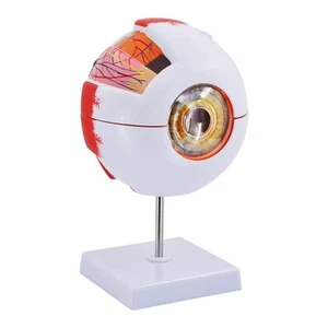 Eye Anatomy Model, 6X Enlarged Eyeball Human Anatomical Model for...  - Picture 1 of 6