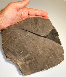 Petrified Wood Cut Slab from Montana USA ~7"x7"x2" 4+ lbs #829 - Picture 1 of 9
