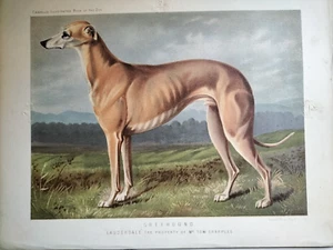 GREYHOUND The illustrated book of the dog VERO SHAW Cassell Levrieri Cromolito - Bild 1 von 1