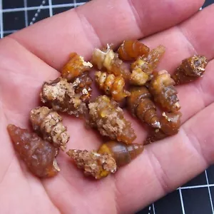 15pcs Gastropod Transparent Fossil Chalcedony mineral Agate Jurassic 567 - Picture 1 of 5