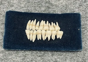 Espositore 16 denti umani in resina inquietante strano Halloween - Foto 1 di 9