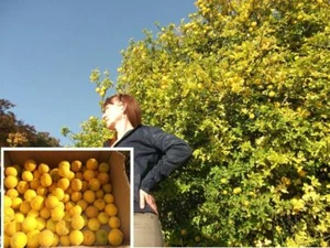 2 winterharte Orangen-Palmen schnellwüchsige exotische Pflanzen für den Garten - Bild 1 von 2