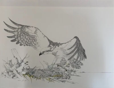 Impresión artística de águila pescadora por Peter Parnall. Hermoso pez de caza de aves. Firmado, numerado Foto 1 de 4