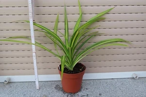 Pandanus baptistii variegata, Goldstreifen Schraubenbaum Nr 2 - Bild 1 von 4