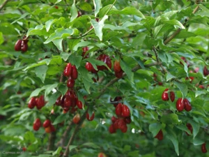 Madera de cerezo de Cornelian, Cornus mas, semillas de árbol (comestibles, resistentes, vistosas) - Imagen 1 de 12