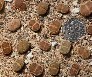 Plant -one-Lithops Julii No.90 - Picture 1 of 2
