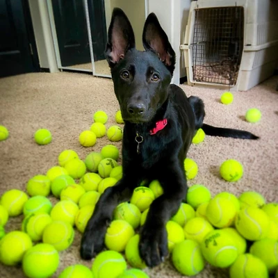 100 Used Tennis Balls for Dogs - Fast Shipping! - Image 1 of 4