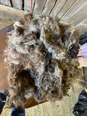 Icelandic fleece Really NICE, Raw unwashed, unskirted, 2.6  lbs - Image 1 of 4