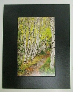 Autumn Path in the Woods Photo on Dura Plaq by Doug Blunt 8x10 (A23) - Picture 1 of 4
