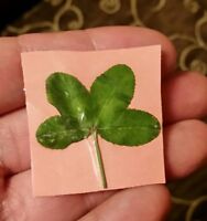 Real 4 Four Leaf Clover 2 for $1.00